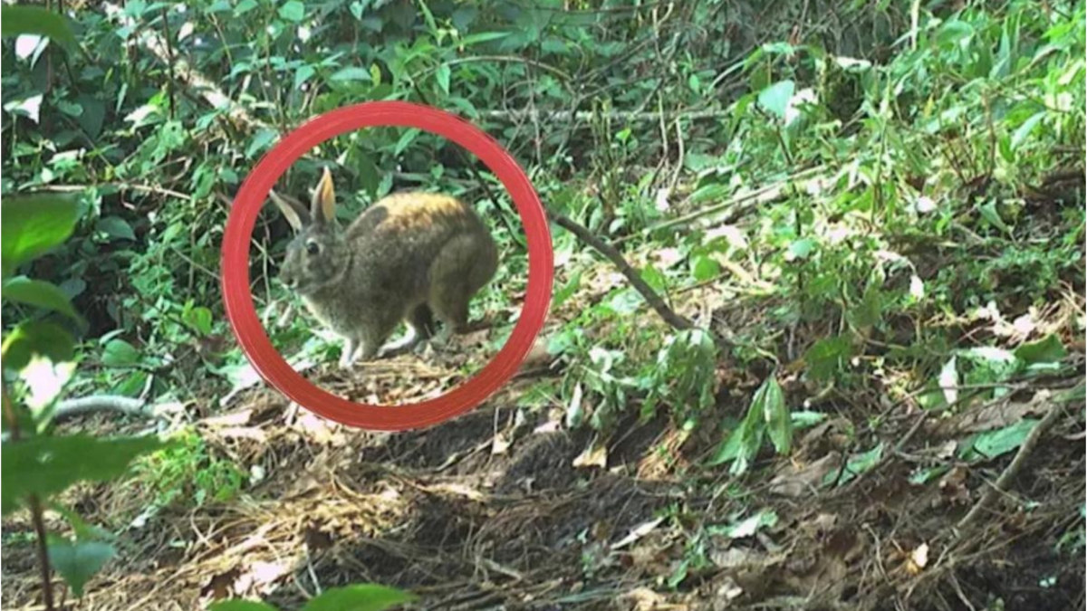 A rabbit species thought to be extinct for 120 years has been found in ...