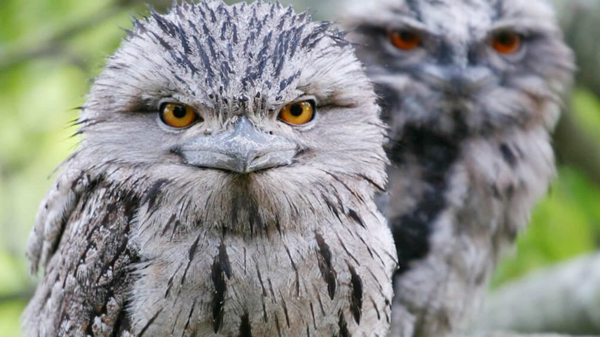 Incredible bird with a frogmouth goes viral for its unique features | MARCA