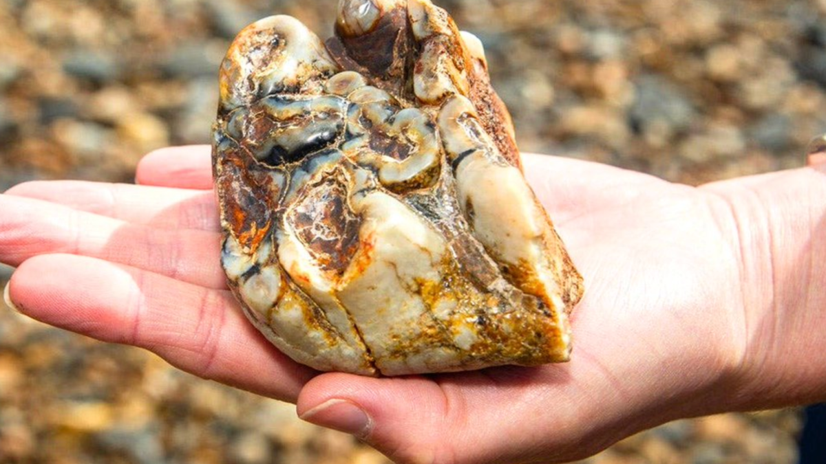 Elephant Tooth Shell Unusual discovery: A boy finds a 1.8-million-year-old elephant tooth ...
