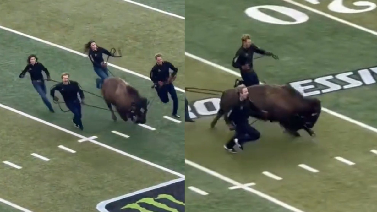 Colorado's mascot puts on a high-intensity spectacle before a big victory