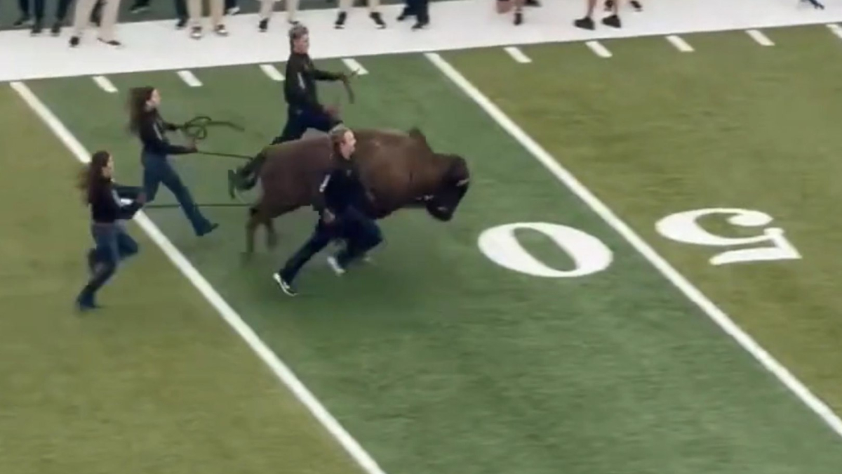 Colorado's mascot puts on a high-intensity spectacle before a big victory