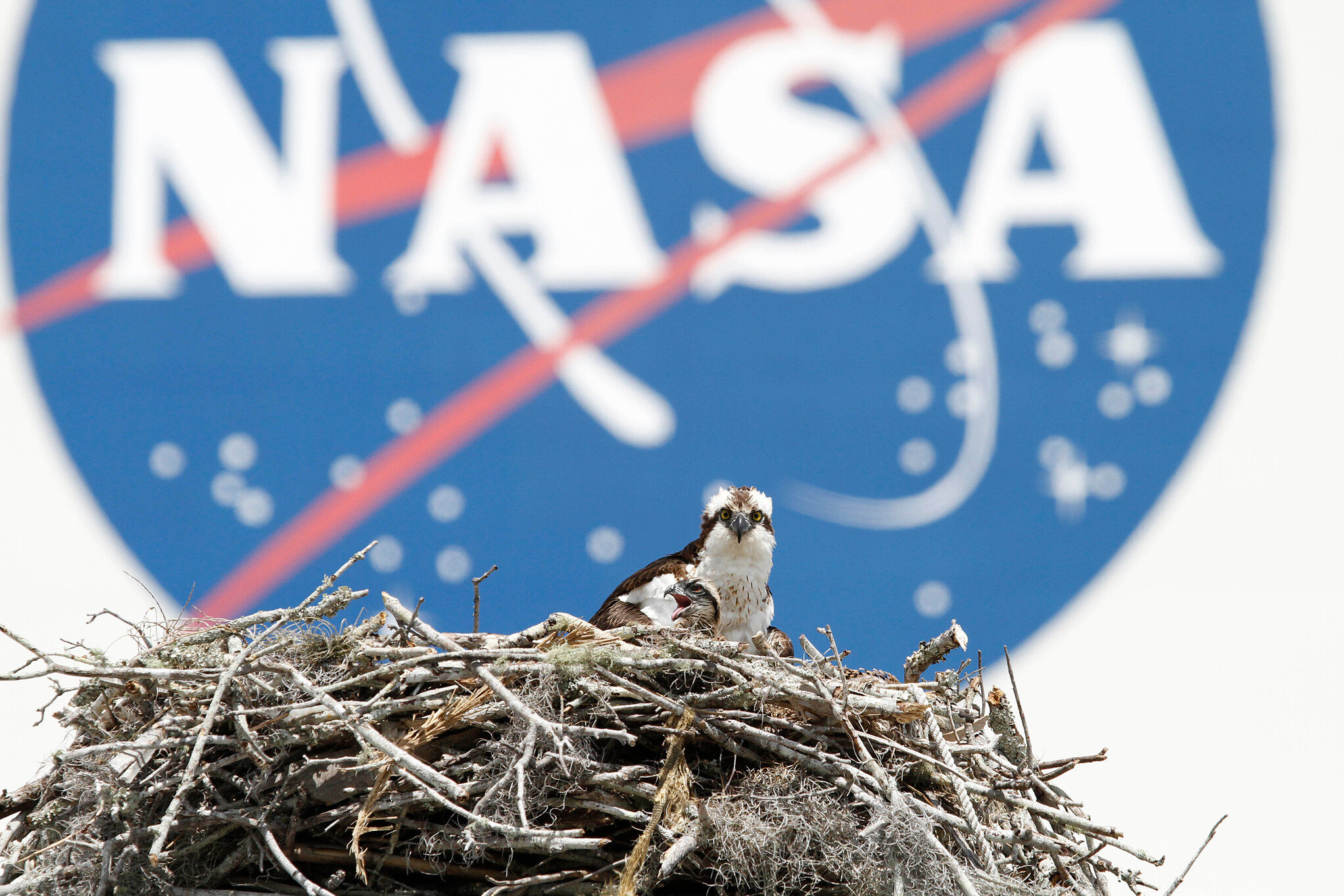 A female Osprey and three chicks in front of a NASA logo.