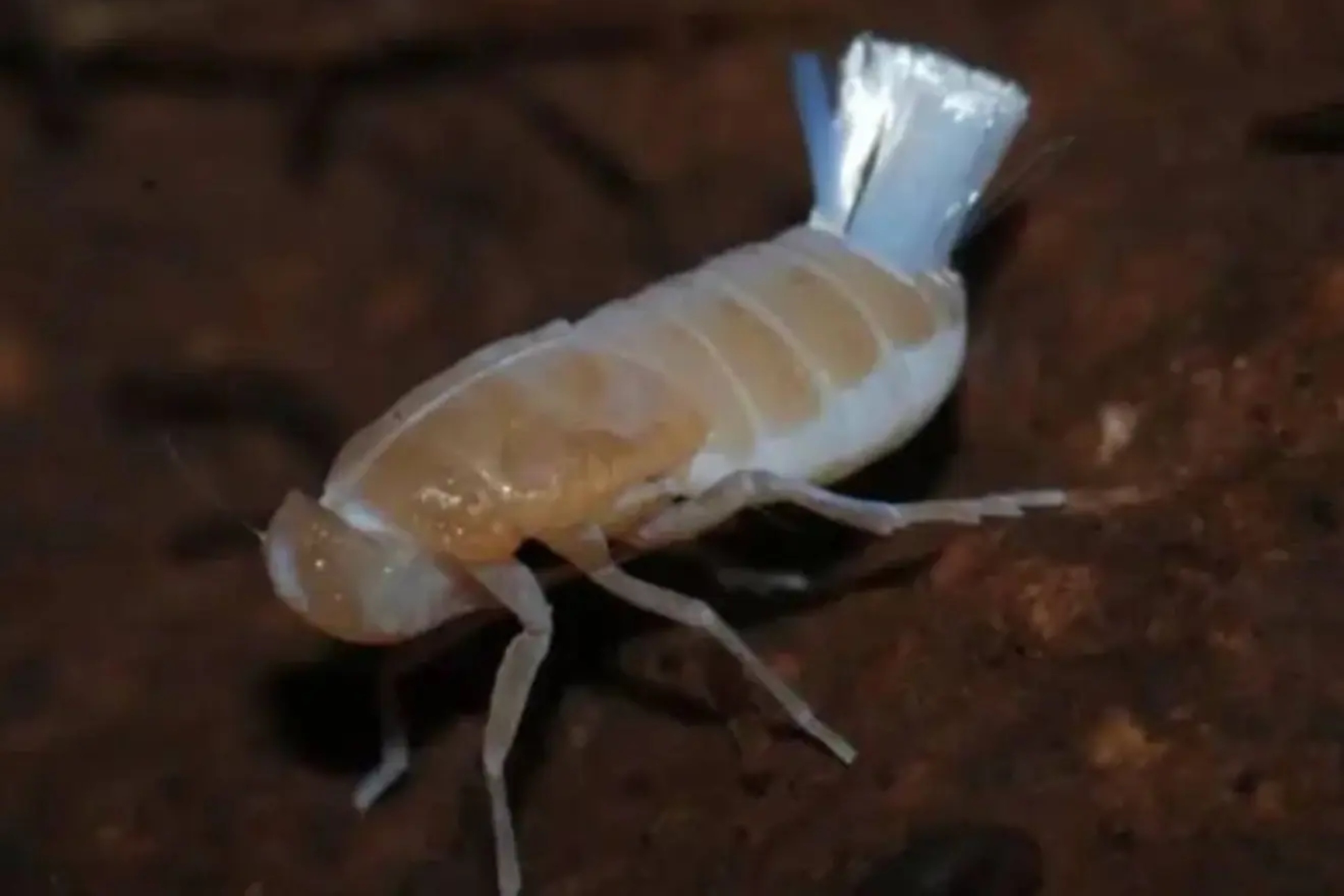 A 'super animal' discovered in La Palma: it is capable of living inside ...