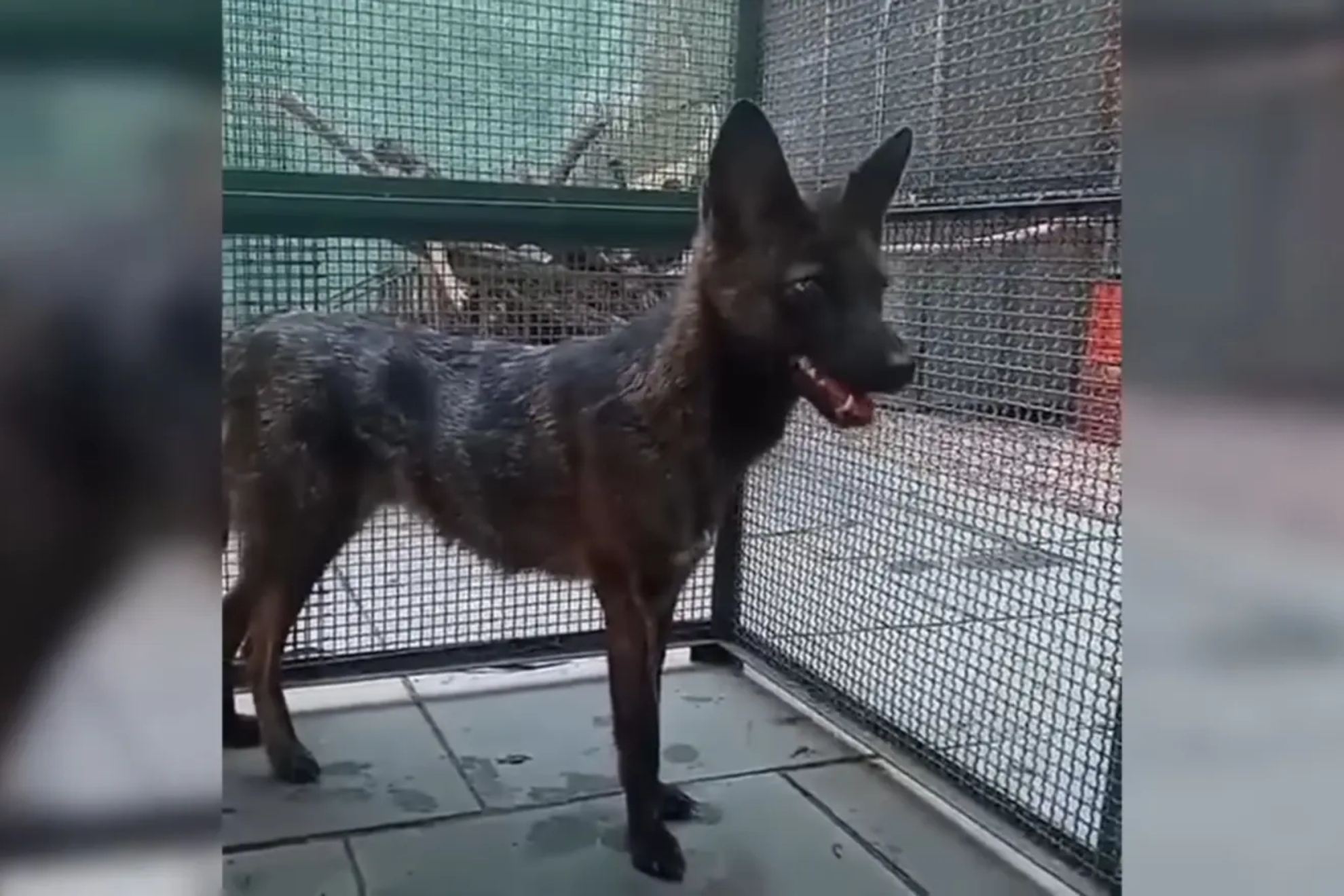 A run-over dog leads to the discovery of a new animal that defies