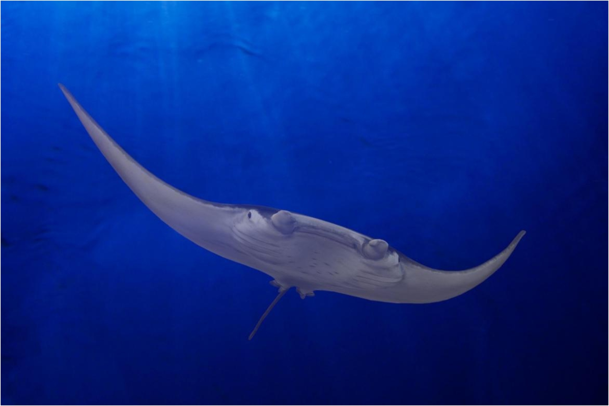 A monster from the bottom of the sea: a gigantic specimen of manta ray ...