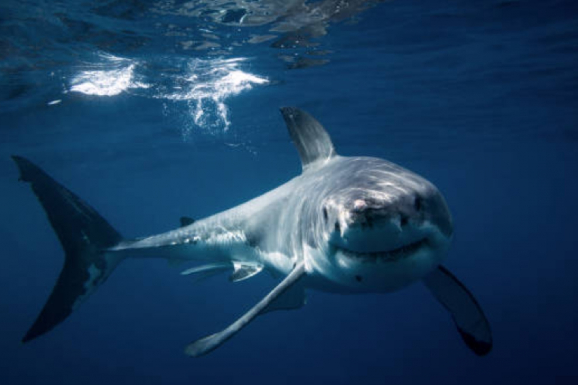A unique find: researchers discover a genetically anomalous shark ...