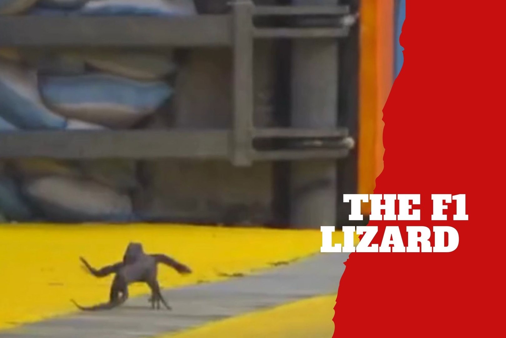 The Singapore GP returns with the fastest lizard in F1