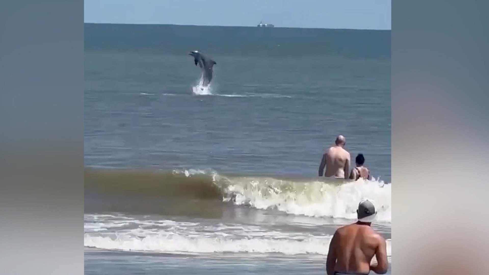 Adorable dolphins put on a sellout show at the beach in Georgia