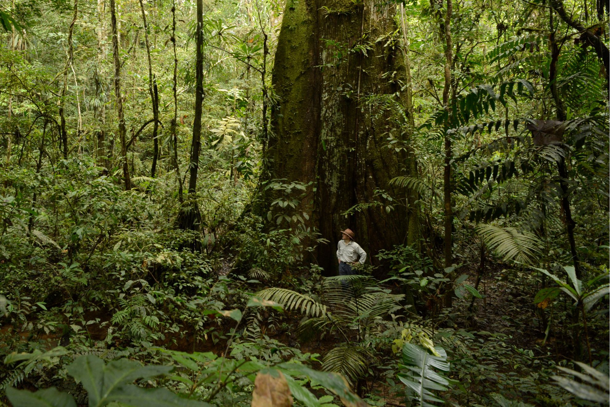 Amazon rainforest