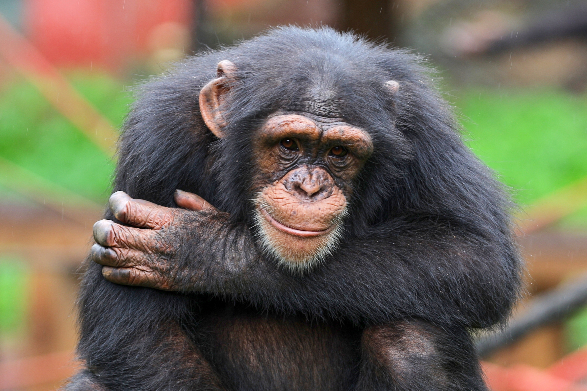 A chimpanzee looks on LAPRESSE