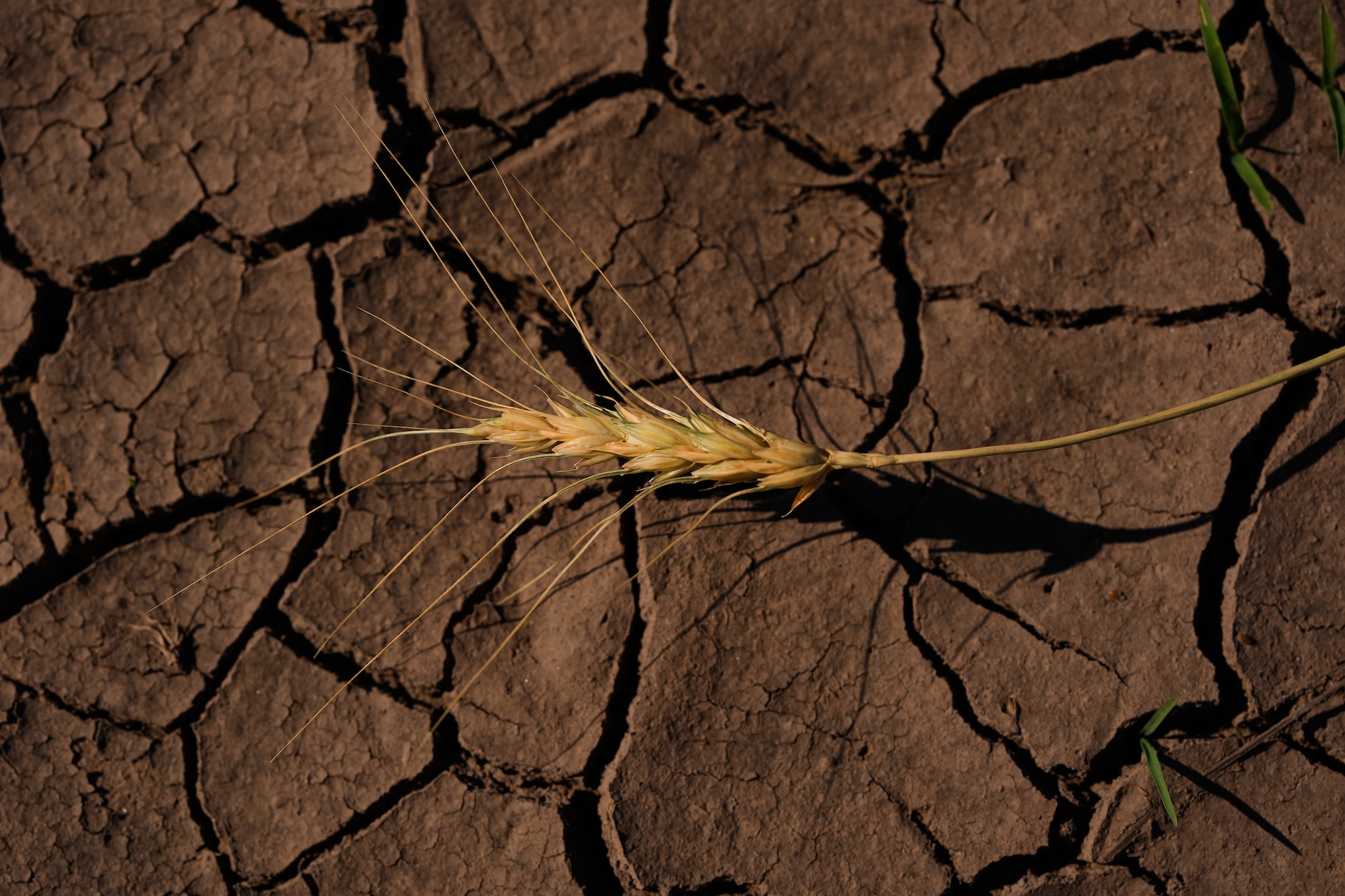 A drought-stressed stalk of wheat lies on a parched field May 16, 2026, near Macksville, Kan. LaPresse