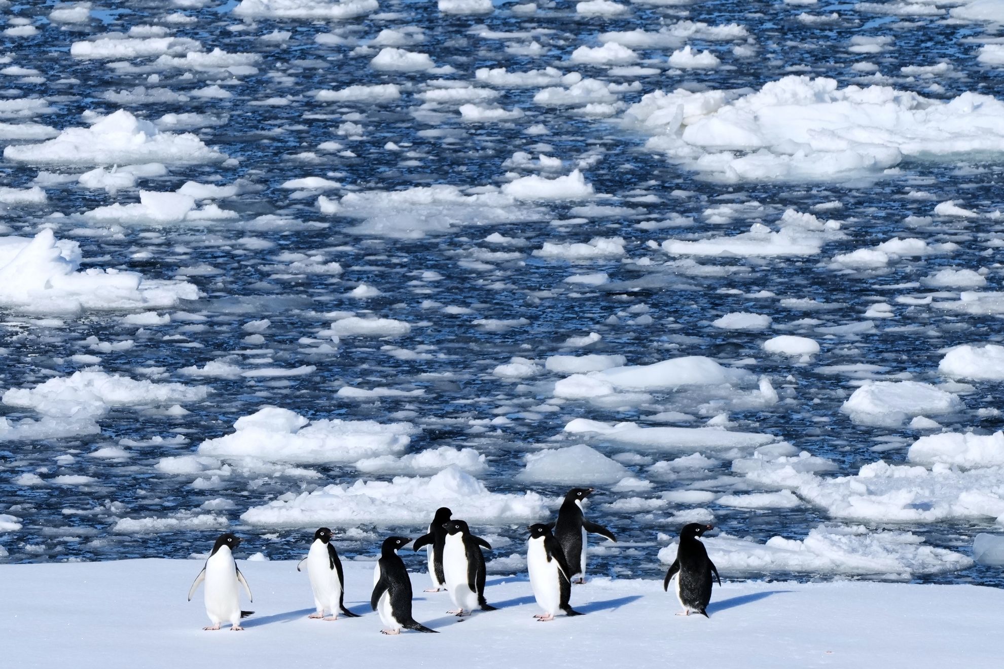 Antarctica AP