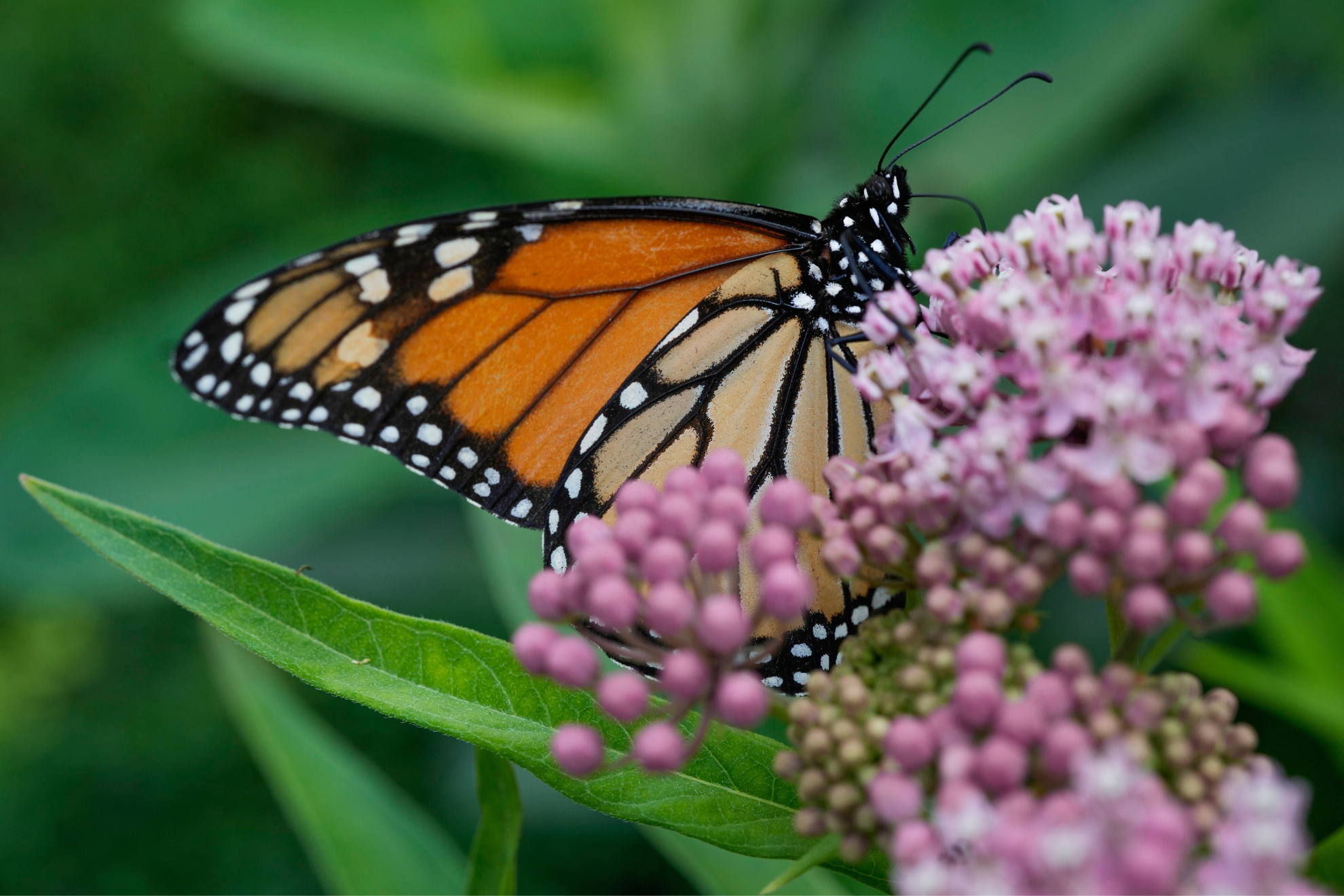 Butterfly effect: Is this phenomenon real, and can it help predict the future?