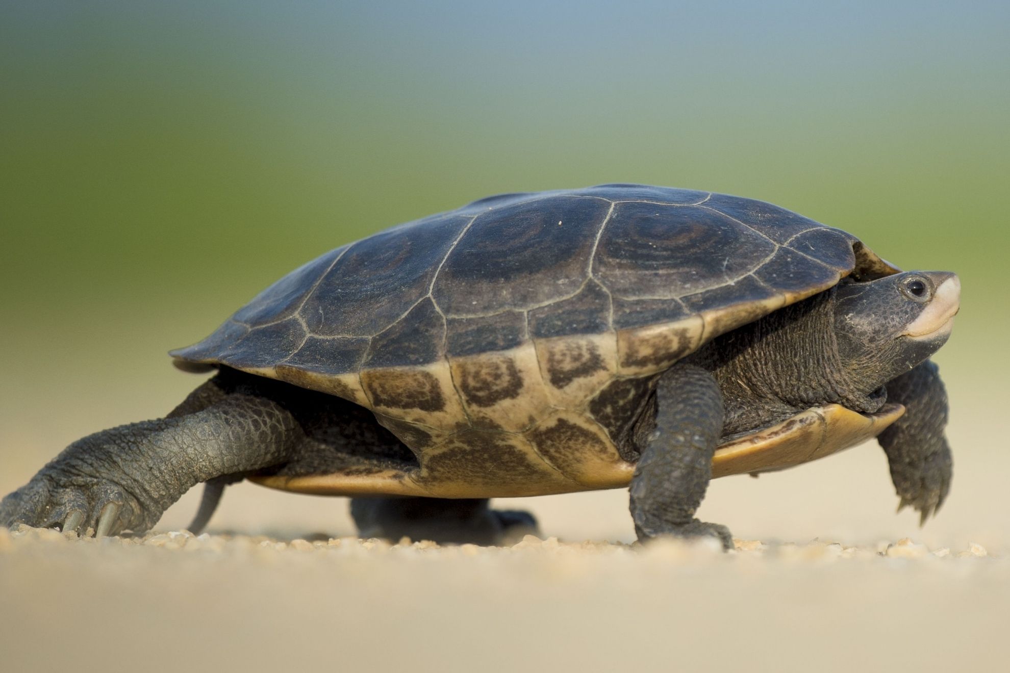 Turtle Pixabay