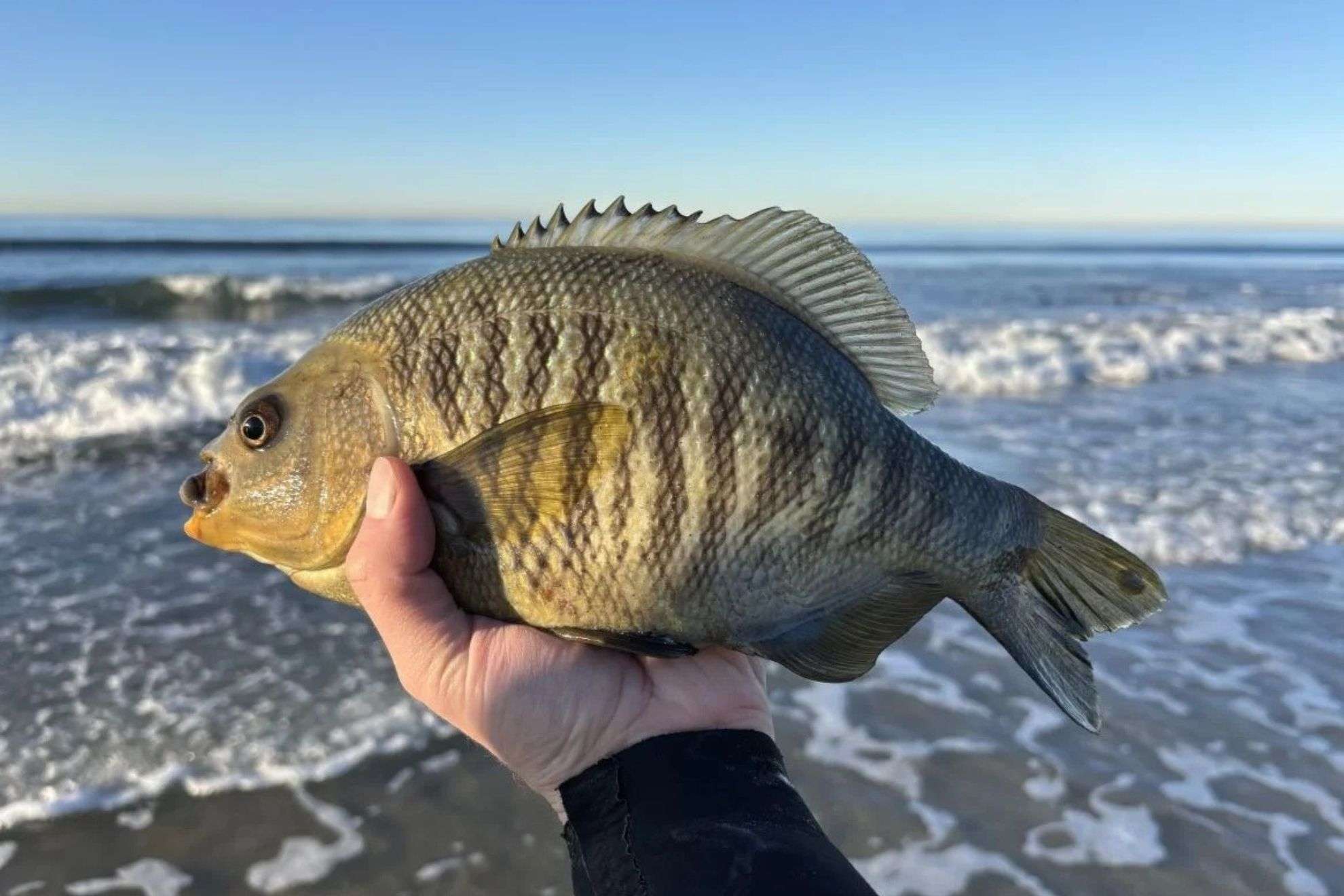 Super El Niño brings tropical surprises to California, from hammerheads to endangered turtles Nick Heid / SurfFishingSoCalSD